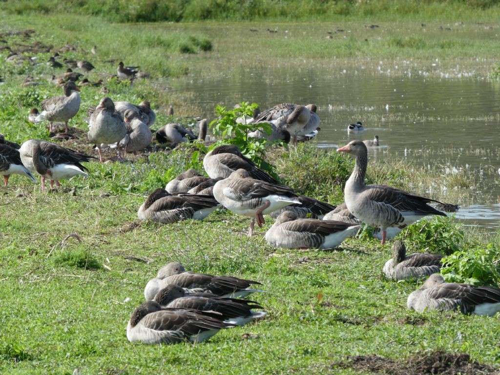 isola della Cona